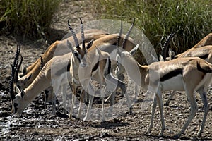 Wild animal in africa, serengeti national park