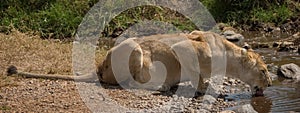 Wild animal in africa, serengeti national park