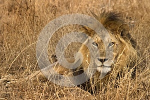 Wild animal in africa, serengeti national park