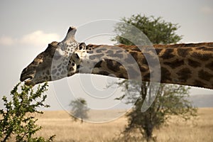 Wild animal in africa, serengeti national park