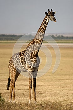 Wild animal in africa, serengeti national park