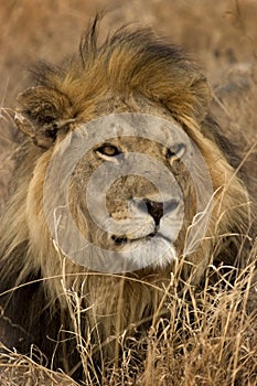 Wild animal in africa, serengeti national park