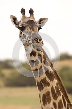 Wild animal in africa, serengeti national park