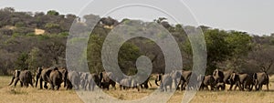 Wild animal in africa, serengeti national park