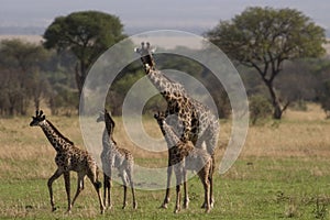 Wild animal in africa, serengeti national park