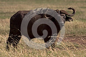 Wild animal in africa, serengeti national park