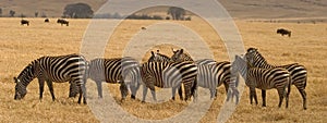 Wild animal in africa, serengeti national park