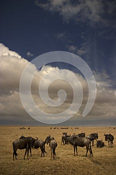 Wild animal in africa, serengeti national park