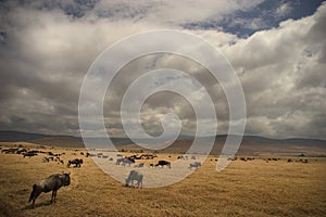 Wild animal in africa, serengeti national park