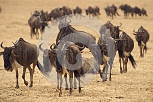 Wild animal in africa, serengeti national park