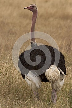 Wild animal in africa, serengeti national park