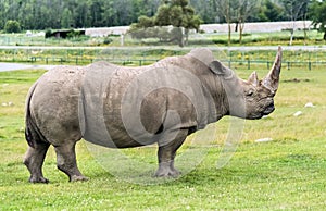 Wild Animal African Rhinoceros or Rhino in Hamilton Safari, Ontario, Canada