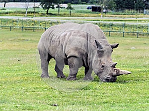 Wild Animal African Rhinoceros or Rhino in Hamilton Safari, Ontario, Canada