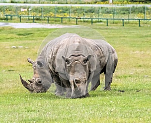 Wild Animal African Rhinoceros or Rhino in Hamilton Safari, Ontario, Canada