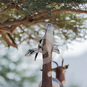 Wild Animal Arabian Ghazal in Desert photo