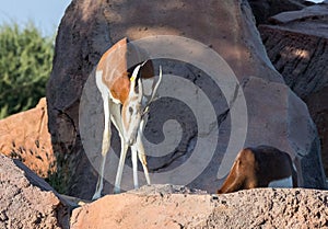 Wild Animal Arabian Ghazal in Desert photo