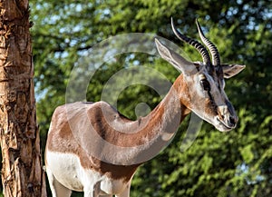 Wild Animal Arabian Ghazal in Desert photo