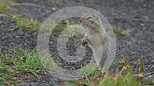Wild animal Arctic Ground Squirrel eating cracker holding food in paws