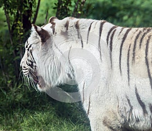 Wild animal Bengal white tiger bleached tiger, in Al Ain  Zoo, Safari Park, Al Ain, United Arab Emirates