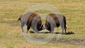 Wild Animal Buffalo Bull Males Fight Yellowstone National Park