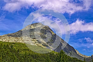 Chamois , Kamzik in the mountains of Slovakia