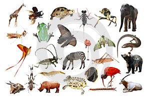 wild animal collection