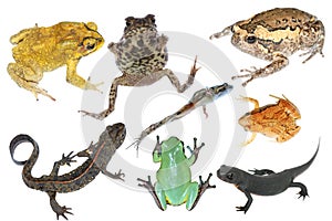 Wild animal collection amphibian photo