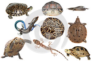 Wild animal collection reptile photo