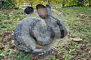 Wild animal. Cute gray rabbit in the garden