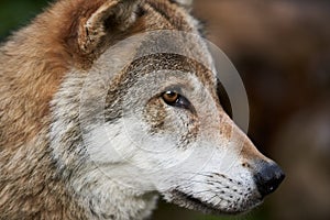 Wild Animal, European Wolf closeup of head and face. Cute Animal