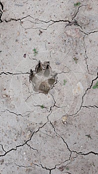 Wild Animal footprint in dry land