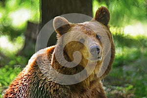 Wild animal in the forest. Portrait of brown bear