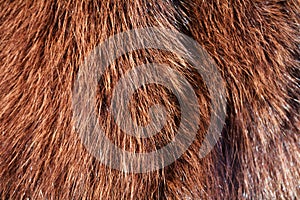 Wild animal fur background