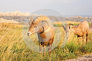 Wild Animal High Desert Bighorn Sheep Male Ram