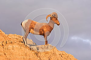 Wild Animal High Desert Bighorn Sheep Male Ram