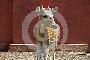 Wild animal in India a dappled deer