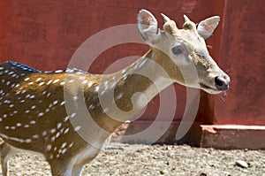 Wild animal in India a dappled deer