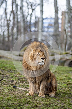 Lion at the zoo in Warsaw photo