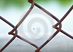 A newborn spider weaves a web on a rusty iron net