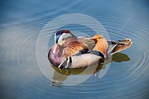 Wild animal Mandarin duck