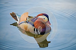 Wild animal Mandarin duck in water