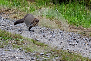 Wild animal Martes foina, running away. photo