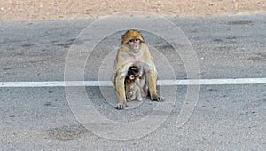 Wild animal monkey and her baby on an asphalt road