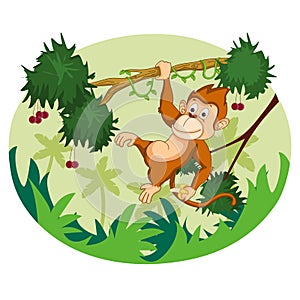 Wild animal Monkey in jungle forest background