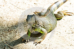 Wild animal in natural environment. Save biodiversity concept. Lazy lizard relaxing sunny day. Stunning nature of