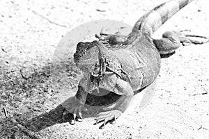 Wild animal in natural environment. Save biodiversity concept. Lazy lizard relaxing sunny day. Stunning nature of