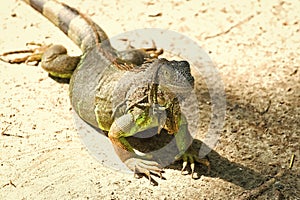 Wild animal in natural environment. Save biodiversity concept. Lazy lizard relaxing sunny day. Stunning nature of
