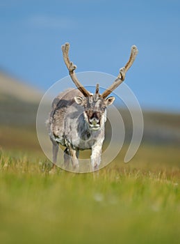 Wild animal from Norway. Reindeer, Rangifer tarandus, with massive antlers in the green grass, blue sky, Svalbard, Norway.