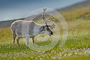 Wild animal from Norway. Reindeer, Rangifer tarandus, with massive antlers in the green grass and blue sky, Svalbard, Norway. Wild