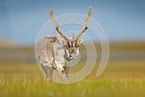 Wild animal from Norway. Reindeer, Rangifer tarandus, with massive antlers in the green grass and blue sky, Svalbard, Norway. Wild